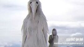 خوش‌آمدی طاعون عزیز! در پکیج بدبختی‌های ما، تو عددی نیستی!