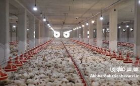  اعتراض نمادین مرغداران شیراز به بحران توزیع نهاده‌ها