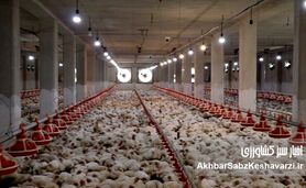 اعتراض نمادین مرغداران شیراز به بحران توزیع نهاده‌ها