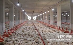  اعتراض نمادین مرغداران شیراز به بحران توزیع نهاده‌ها