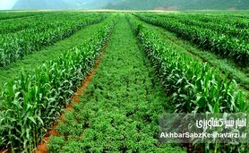 اصلاح الگوی کشت؛ قانونی ۵۴ ساله، بحرانی امروزه و تصمیم‌هایی که هنوز گرفته نشده‌اند