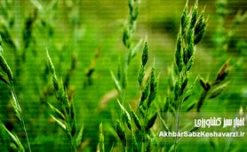 چگونه علف‌های هرز باریک‌برگ را برای همیشه از مزارع خود حذف کنیم؟