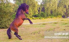 غفلت سازمان تات؛ زنگ خطر برای نجات اسبچه خزر