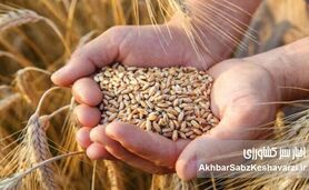 گندم در آستانه بازنگری قیمتی؛ دولت به‌دنبال ترکیب افزایش نرخ و پرداخت یارانه