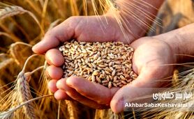 تثبیت نرخ ارز واردات گندم در ۲۸۵۰۰؛ جزئیات جدید

