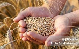 گندم در آستانه بازنگری قیمتی؛ دولت به‌دنبال ترکیب افزایش نرخ و پرداخت یارانه