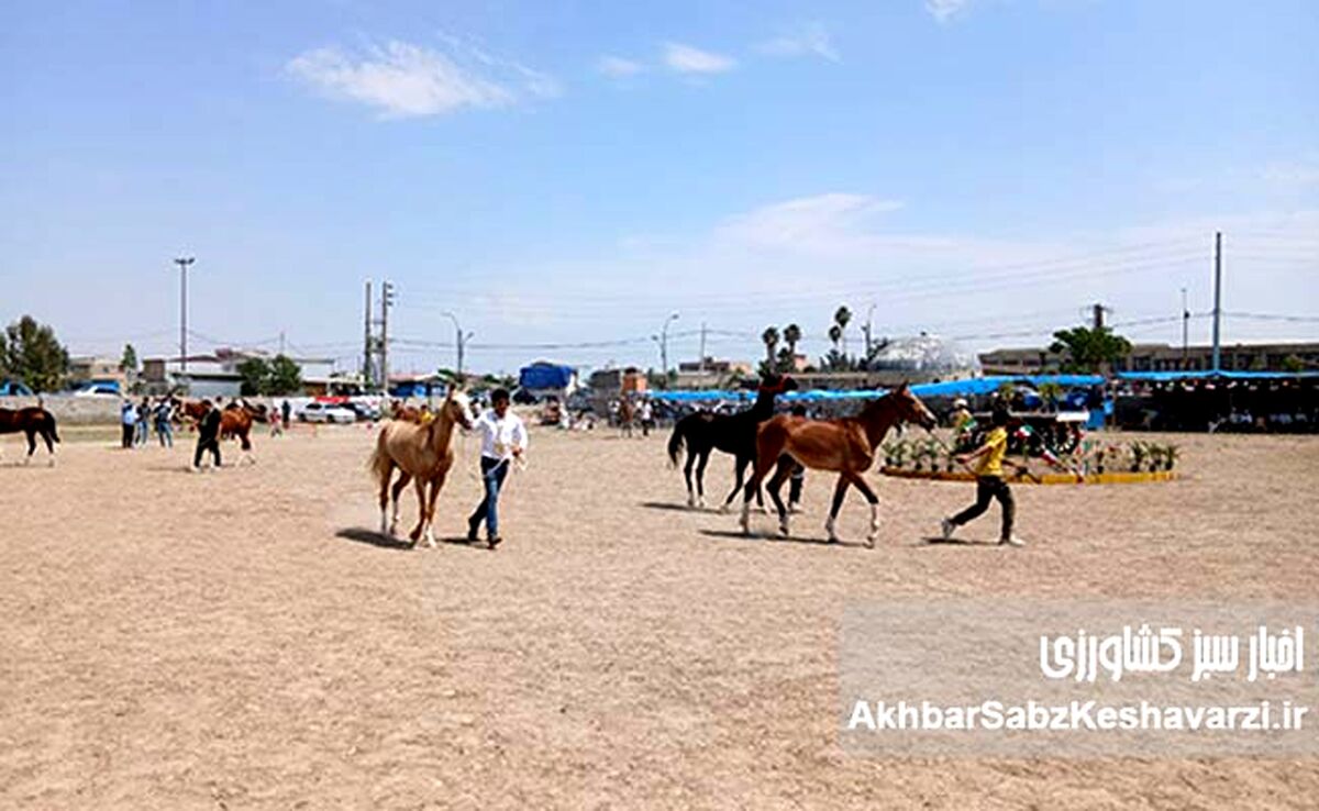 شکوه نژاد اصیل: گزارشی از سومین جشنواره اسب اصیل ترکمن در انبارالوم گلستان+ عکس و ویدئو