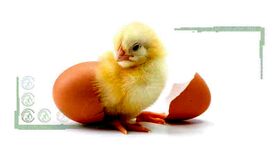 تعیین جنسیت جوجه‌ها درون تخم‌مرغ+نمودار