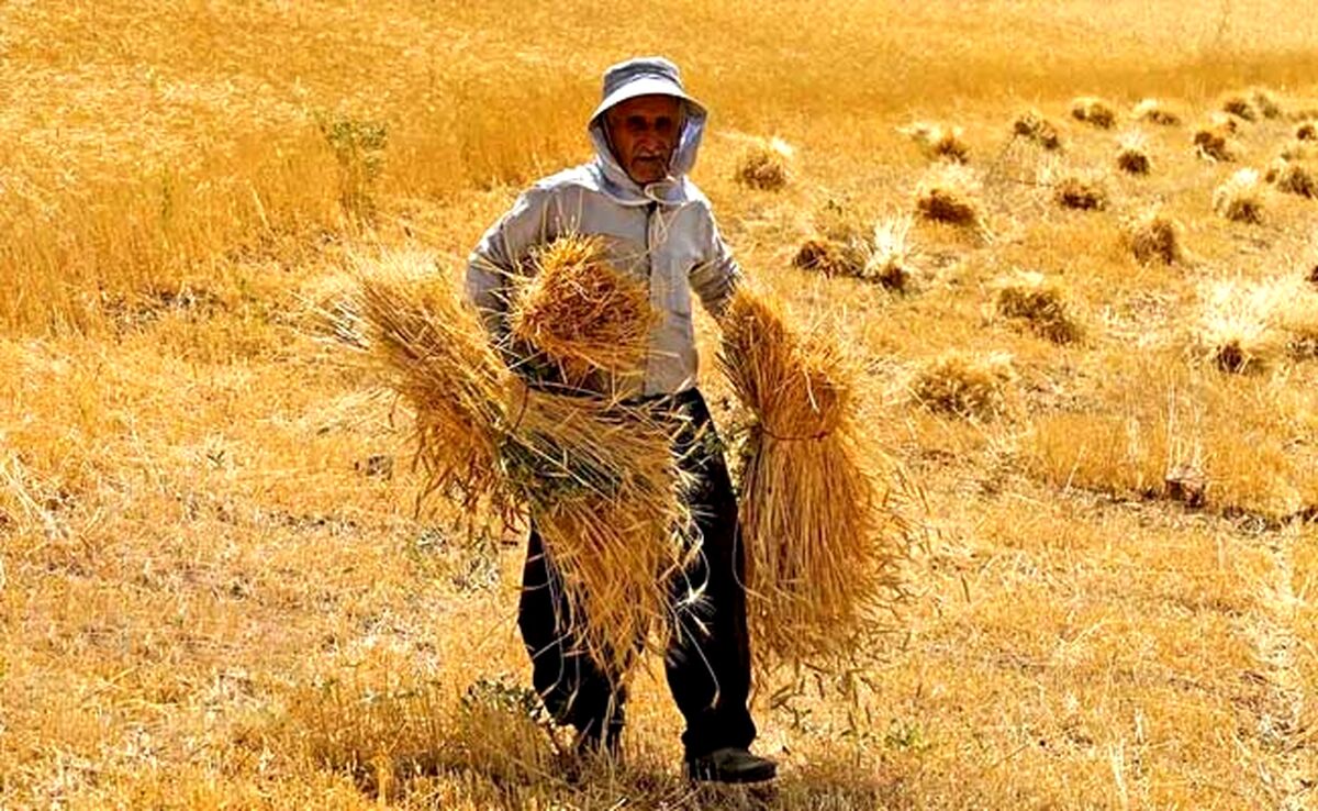 قیمت خرید تضمینی گندم از ۲۵ هزار تومان کمتر نباشد

