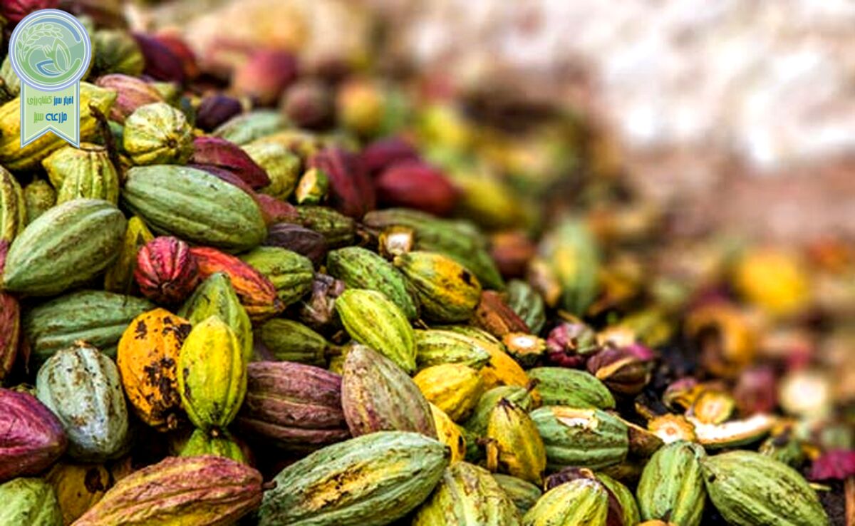 کاکائو را بهتر بشناسیم+ ویدئو

