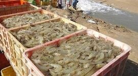 آغاز اجرای ۱۰ طرح شیلاتی در استان بوشهر


