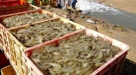 آغاز اجرای ۱۰ طرح شیلاتی در استان بوشهر

