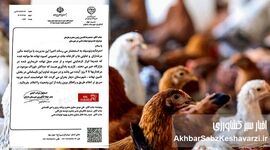 بحران نهاده دامی در دامغان: هشدار رسمی جهاد کشاورزی؛ خوراک مرغداری‌ها فقط برای ۴ روز باقی است