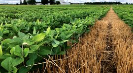 پیشبرد سیستم ملی اطلاعات خاک توگو برای کشاورزی پایدار