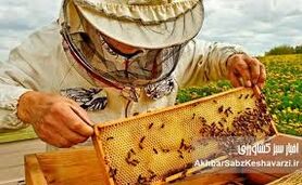 چرا تغییرات اقلیمی تولید عسل را با چالش مواجه کرده است؟
