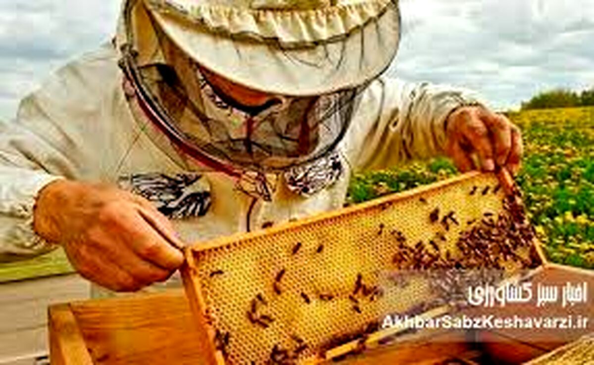 چرا تغییرات اقلیمی تولید عسل را با چالش مواجه کرده است؟