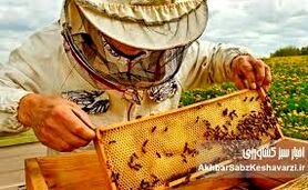 چرا تغییرات اقلیمی تولید عسل را با چالش مواجه کرده است؟