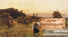 خوشه‌چینی؛ راه‌حلی برای کنترل ضایعات