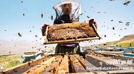 روز ملی عسل؛ فرصتی برای گفتگو با زنبورداران

