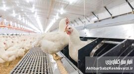 قیمت مرغ عجیب شد؛ نرخ جدید مرغ گرم و قطعه‌بندی اعلام شد