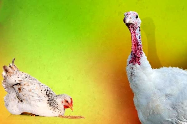 تفاوت‌های مدیریت پرورش بوقلمون و مرغ

