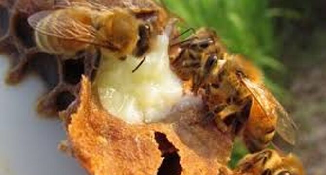  چگونه با تولید ژل رویال و زهر زنبور، درآمد خود را چندین برابر کنیم؟ 