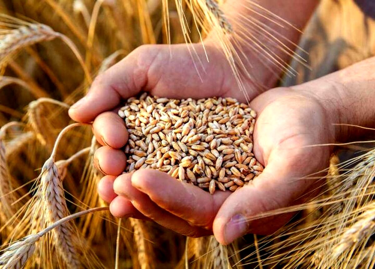 تحقق ۱۰۰ درصدی خودکفایی با خرید تضمینی ۱۲ میلیون تن گندم


