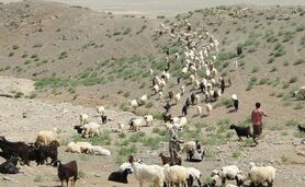 افزایش تولید گوشت عشایر به ۲۰۰۰ تن در سال

