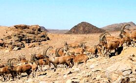  بز سرخ جبال بارز برای نخستین بار در ایران پایش شد


