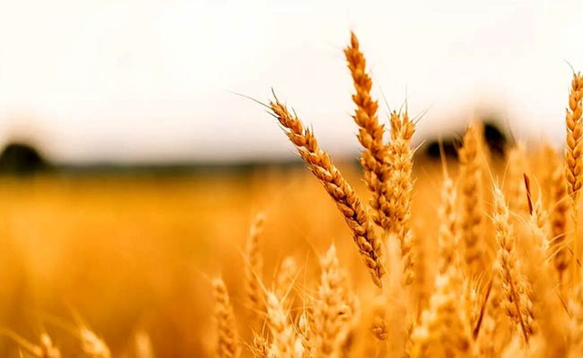 قیمت خرید تضمینی جو ۱۰ هزار تومان شد

