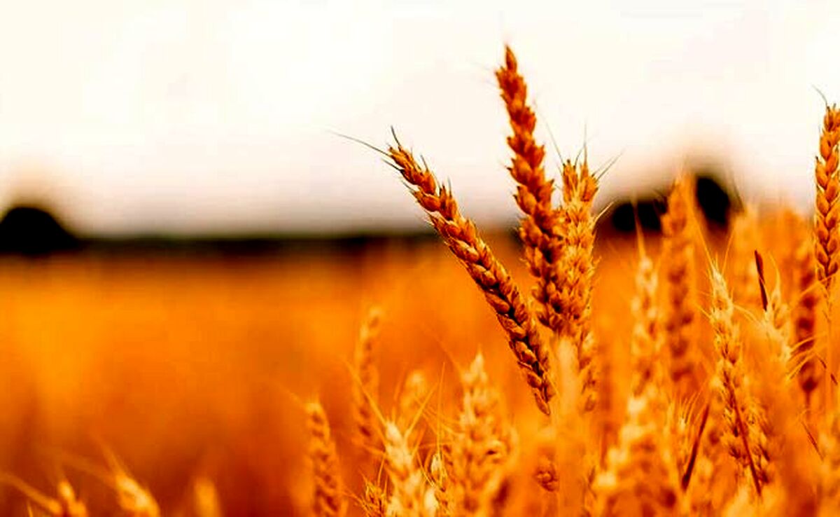 قیمت خرید تضمینی جو ۱۰ هزار تومان شد


