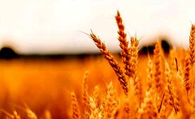 قیمت خرید تضمینی جو ۱۰ هزار تومان شد

