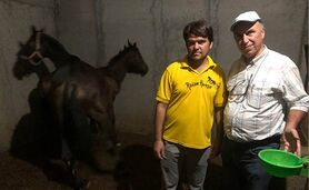 ابتکار جالب در استفاده از آب سبز برای پرورش اسب+ ویدئو

