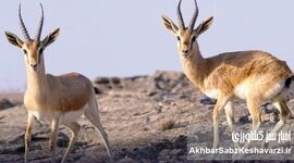 ردپای جنگ در سرزمین غزال؛ زخم‌های پنهان میشداغ