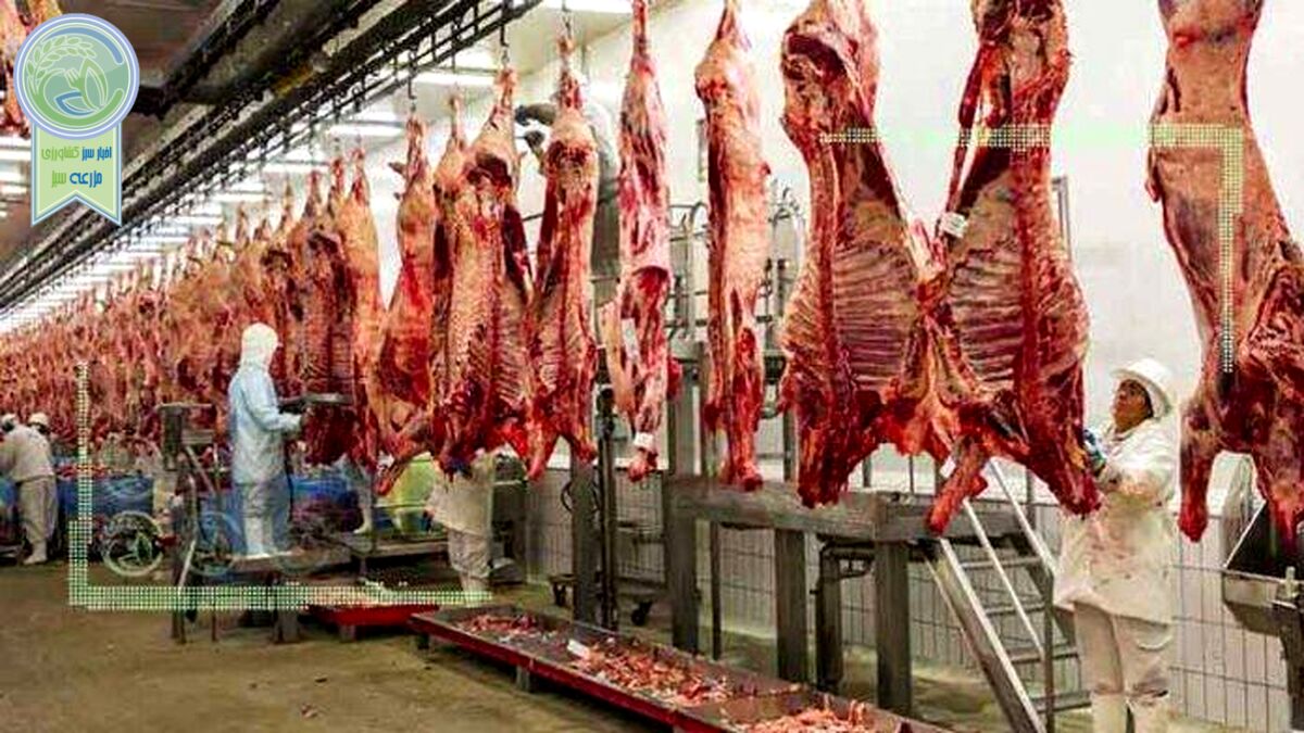 قیمت گوشت گوساله منطقی می شود؟