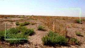 امنیت غذایی کشور در گرو احداث بادشکن‌ها