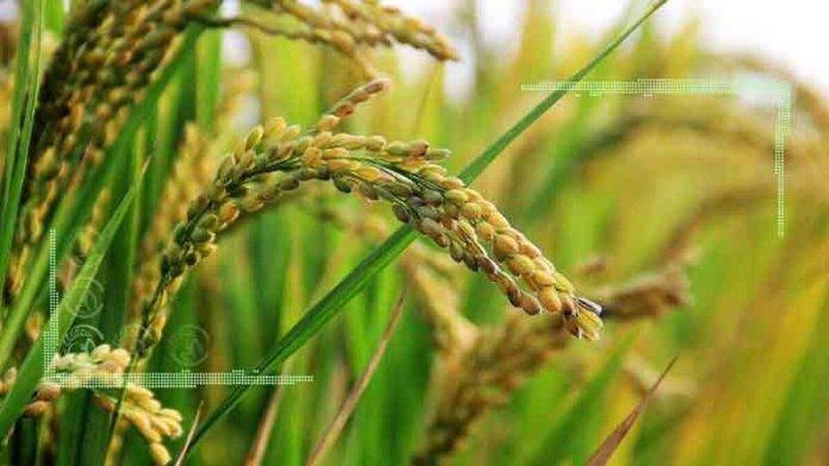 تفکر سیستمی و برنامه‌ریزی استراتژیک راه‌حل مشکلات سیستمی