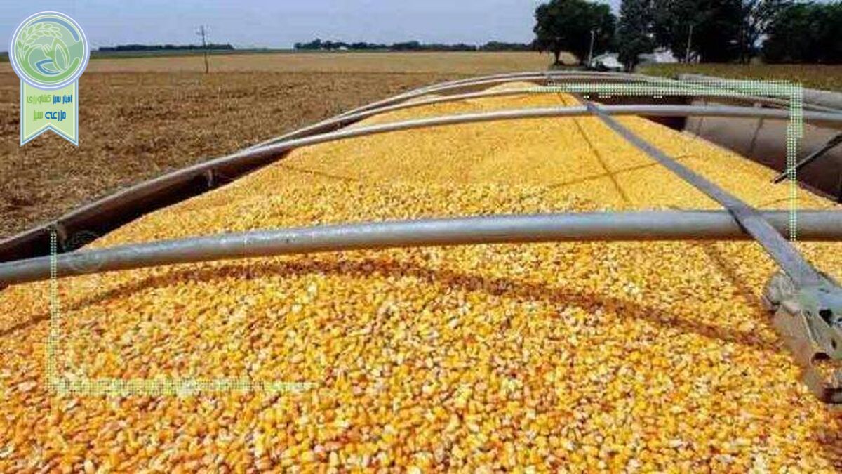 نهاده‌های دامی هم از دریافت ارز بی نصیب ماندند
