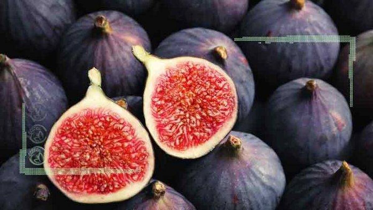 سهم ایران از فروش جهانی انجیر چقدر است؟