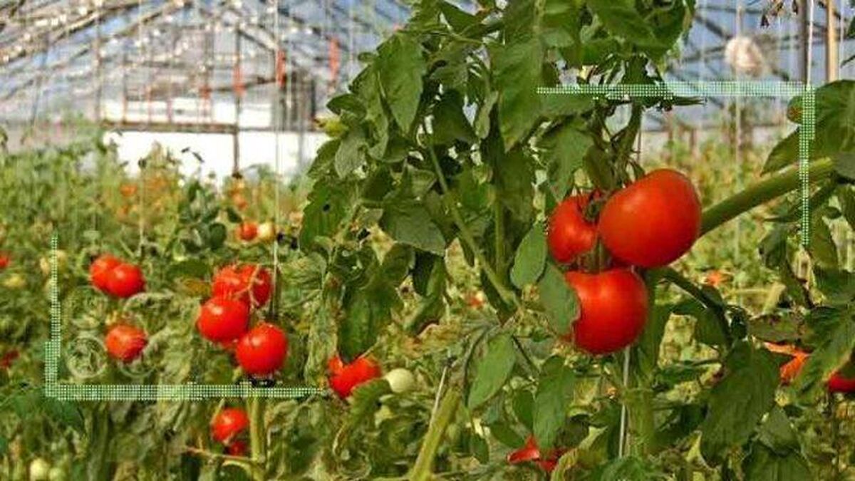 ممنوعیت صادرات، گوجه‌ گلخانه‌ای را به گِل نشاند