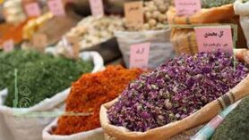 بذر گیاهان دارویی سبز نشد