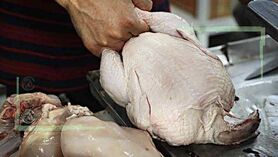 قیمت انواع مرغ در ۱۶ آبان ۱۴۰۲