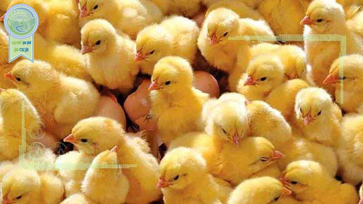 جوجه یکروزه چند؟