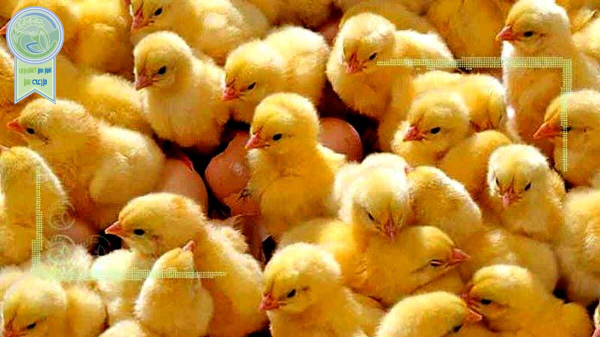 جوجه یکروزه چند؟