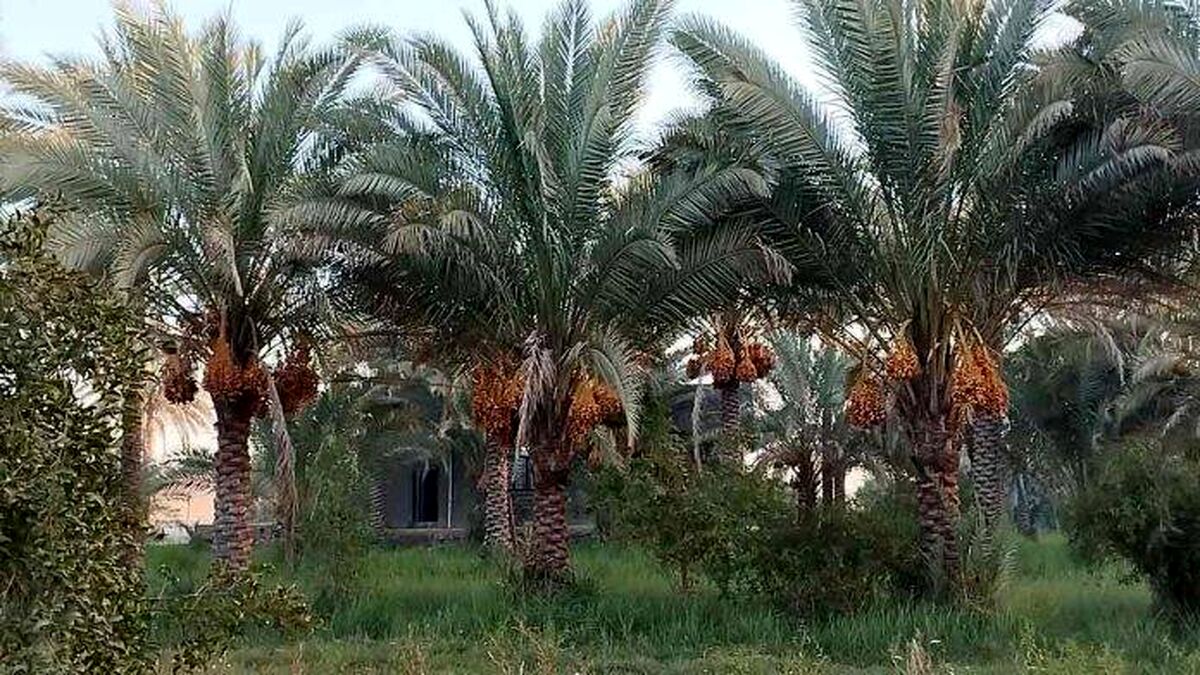 خرماهایی که با نور طلایی خورشید رنگ گرفته‌اند