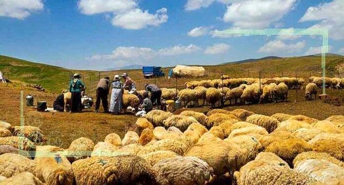 قرارداد وزارت جهاد کشاورزی با عشایر برای تولید گوشت