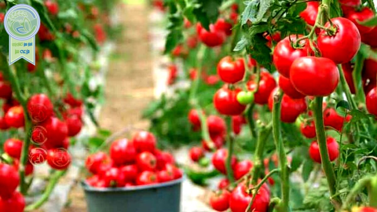 چرایی افزایش قیمت گوجه فرنگی
