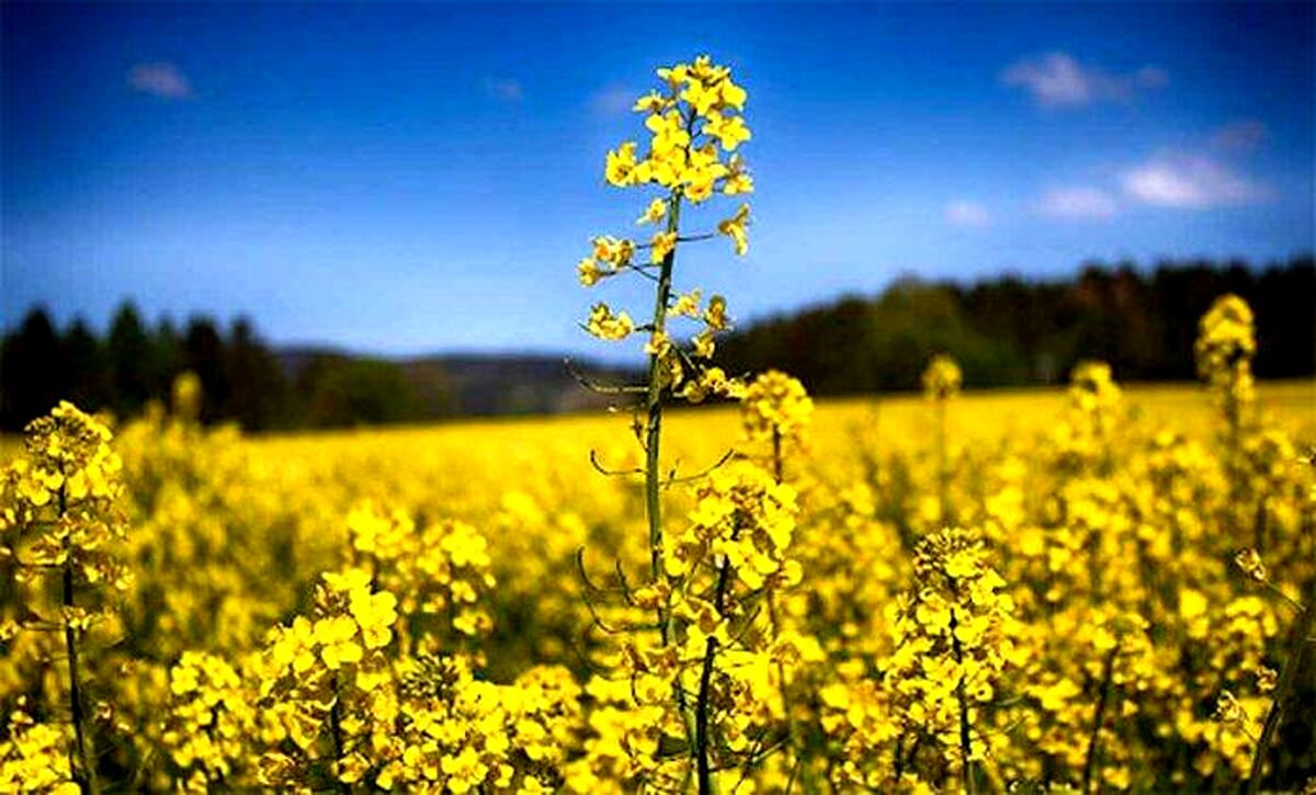پرداخت مطالبات کلزاکاران در هفته‌های آینده