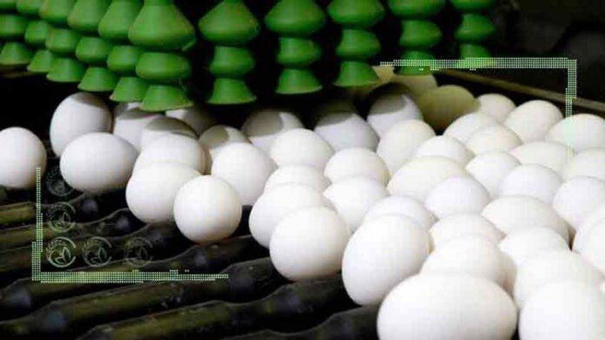 تولید بیش از ۱۱۰ هزار تن تخم مرغ  در ماه