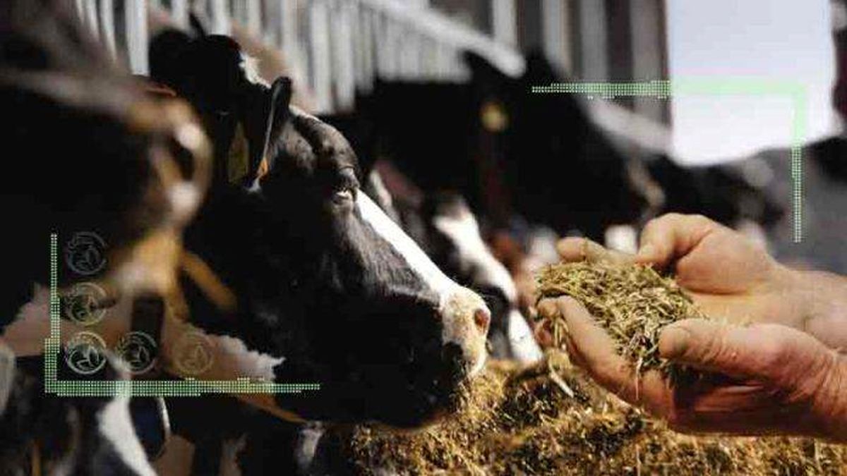 صرفه‌جویی ارزی از غذای گاو و گوسفند